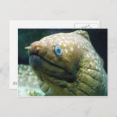 Carte Postale anguille Moray tachetée (Devant / Derrière)