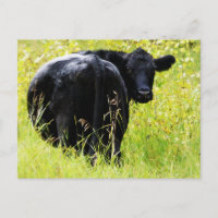 Angus Steer dans l'herbe jaune haute