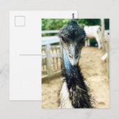 Carte Postale Angy Emu (Devant / Derrière)