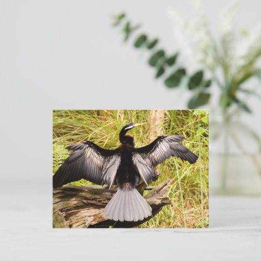 Carte Postale Anhinga (Debout devant)