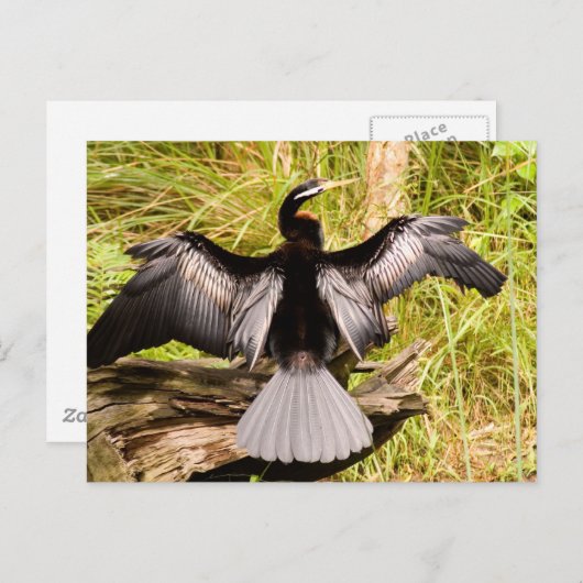Carte Postale Anhinga (Devant / Derrière)