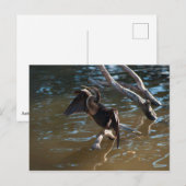Carte Postale Anhinga (Devant / Derrière)