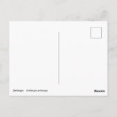 Carte Postale Anhinga (Dos)