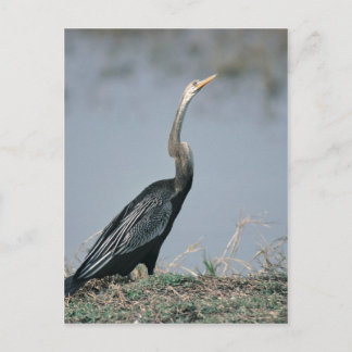 Carte Postale Anhinga