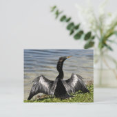 Carte postale Anhinga Bird (Debout devant)