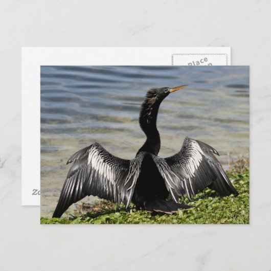 Carte postale Anhinga Bird (Devant / Derrière)