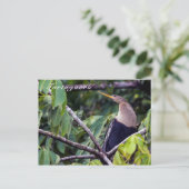 Carte Postale Anhinga dans le Parc national de Tortuguero - Cost (Debout devant)