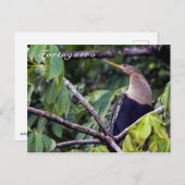 Carte Postale Anhinga dans le Parc national de Tortuguero - Cost (Devant / Derrière)