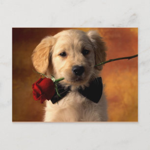 Carte Postale Animal