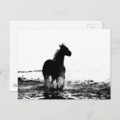 Carte Postale animal à cheval (Devant / Derrière)