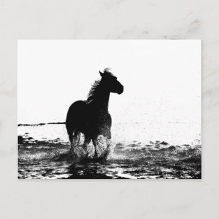 Carte Postale animal à cheval