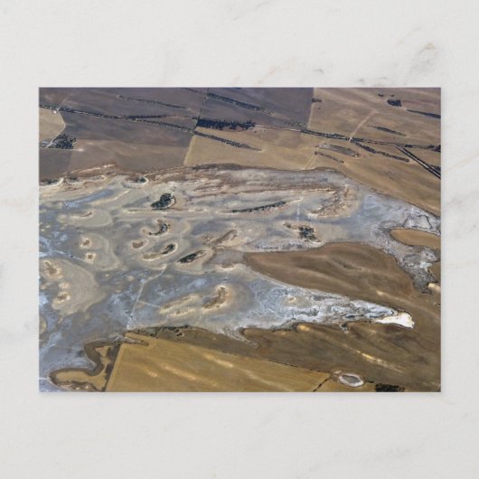 Carte Postale animal abstrait (Devant)
