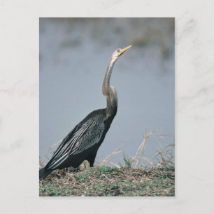 Carte Postale Animal-Anhinga