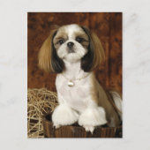 Carte Postale Animal animal de compagnie mignon (Devant)