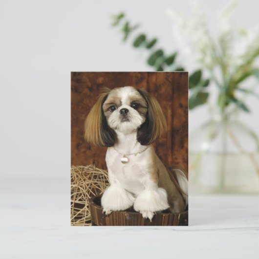Carte Postale Animal animal de compagnie mignon (Debout devant)