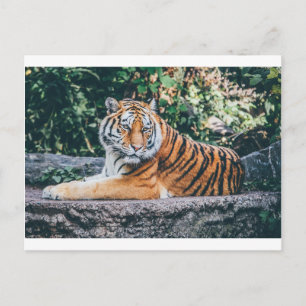 Carte Postale Animal Big Cat Safari Tigre Wild Cat Wild Wild Cat