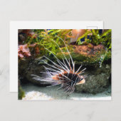 Carte Postale Animal de poisson Lion (Devant / Derrière)