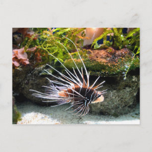 Carte Postale Animal de poisson Lion