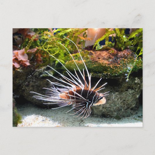 Carte Postale Animal de poisson Lion (Devant)