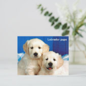 Carte Postale Animal des petits du Labrador (Debout devant)