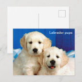 Carte Postale Animal des petits du Labrador (Devant / Derrière)