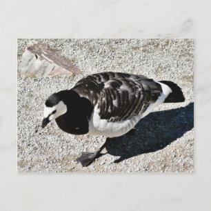 Carte Postale Animal d'oie de Barnacle