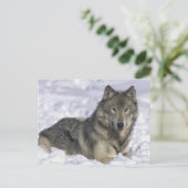 Carte Postale Animal En Neige (Debout devant)