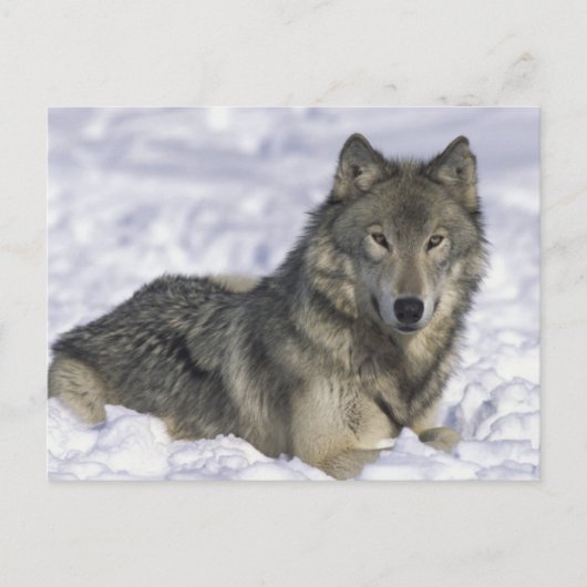 Carte Postale Animal En Neige (Devant)