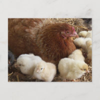 animal, poulet, ferme, mignonette, oiseau, bébé,