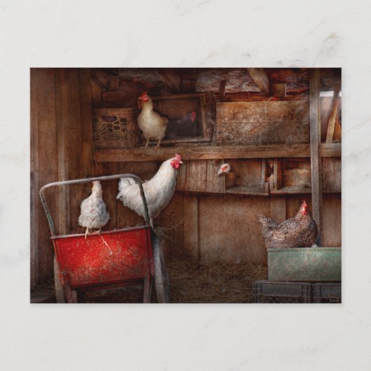 Carte Postale Animal - Poulet - Le canard est un espion (Devant)