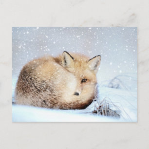 Carte Postale *~* Animal Red Fox Ap18 Artistic Wildlife Snow