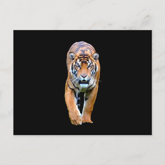 Carte Postale Animal tigre (Devant)