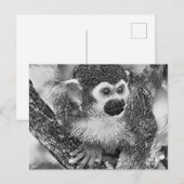Carte Postale AnimalArtBW_Monkey_002 (Devant / Derrière)