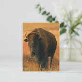 Carte postale animale (Debout devant)