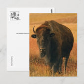 Carte postale animale (Devant / Derrière)