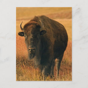 Carte postale animale