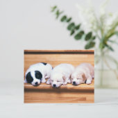 Carte Postale Animals Cute Puppies (Debout devant)