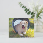 Carte Postale Animals Cute Puppies (Debout devant)