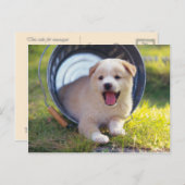 Carte Postale Animals Cute Puppies (Devant / Derrière)