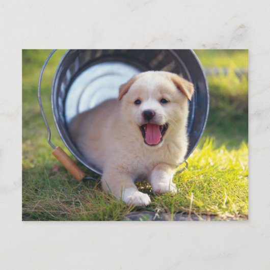 Carte Postale Animals Cute Puppies (Devant)