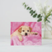 Carte Postale Animals Cute Puppies (Debout devant)
