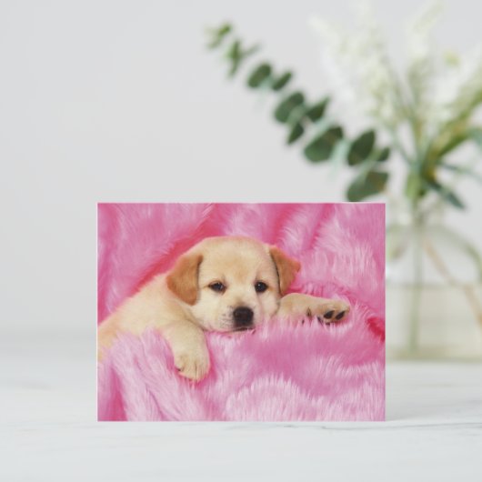 Carte Postale Animals Cute Puppies (Debout devant)