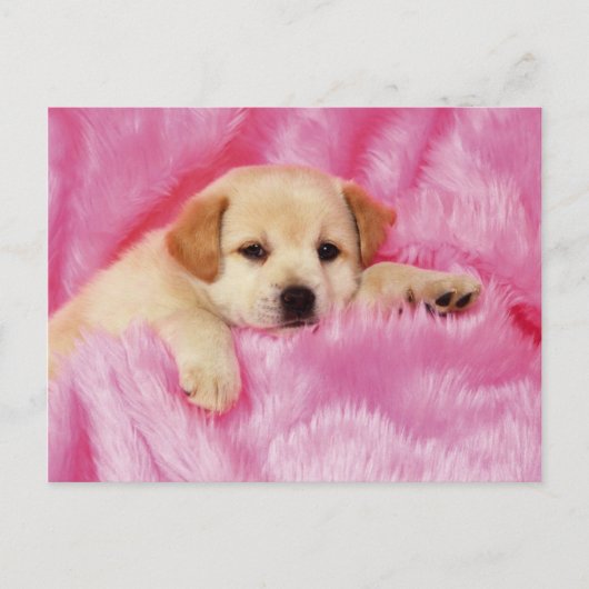 Carte Postale Animals Cute Puppies (Devant)
