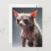 Carte Postale Animau drôle (Devant / Derrière)