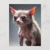 Carte Postale Animau drôle (Devant)