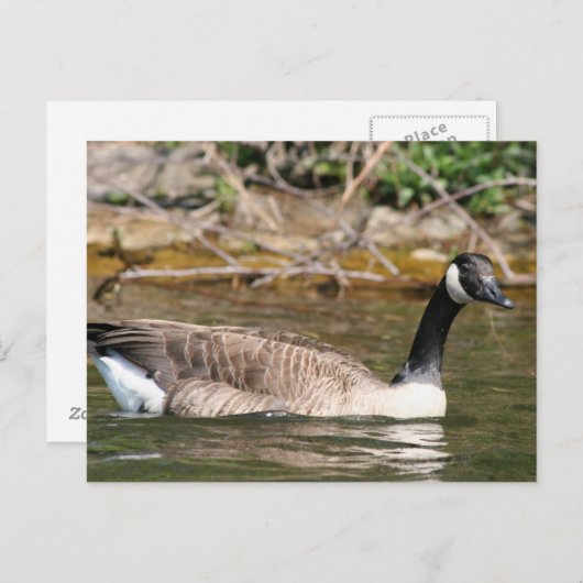 Carte Postale Animaux (Devant / Derrière)