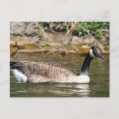 Carte Postale Animaux (Devant)