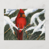 Carte postale Animaux (Devant)