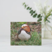 Carte Postale Animaux (Debout devant)