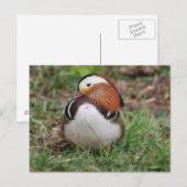 Carte Postale Animaux (Devant / Derrière)